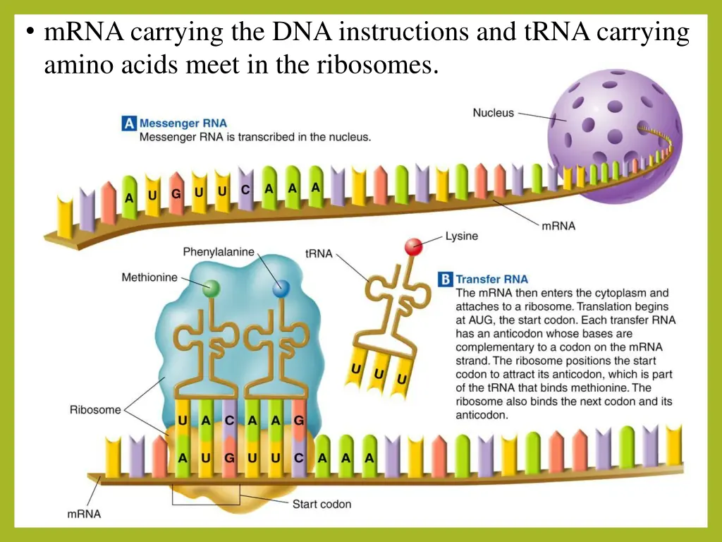 mrna carrying the dna instructions and trna