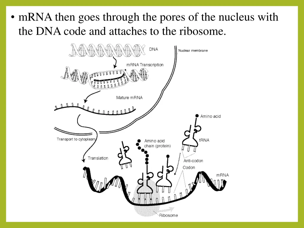 mrna then goes through the pores of the nucleus