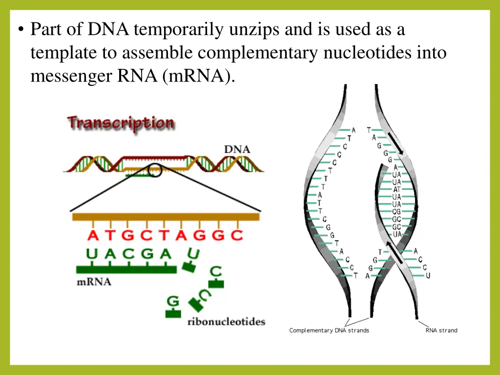 part of dna temporarily unzips and is used