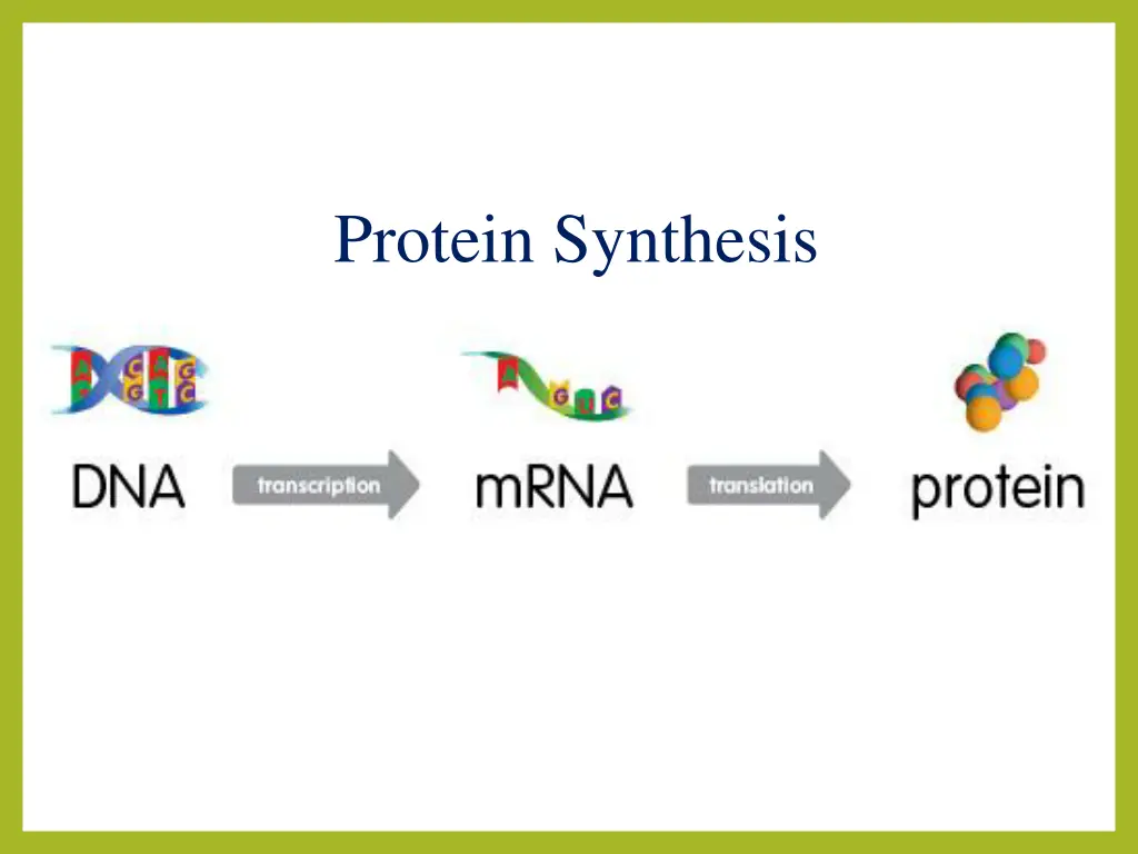 protein synthesis 1