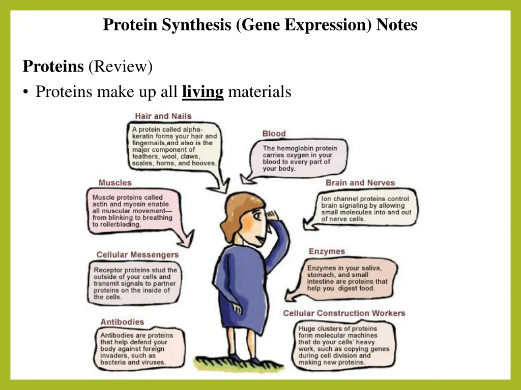 protein synthesis gene expression notes