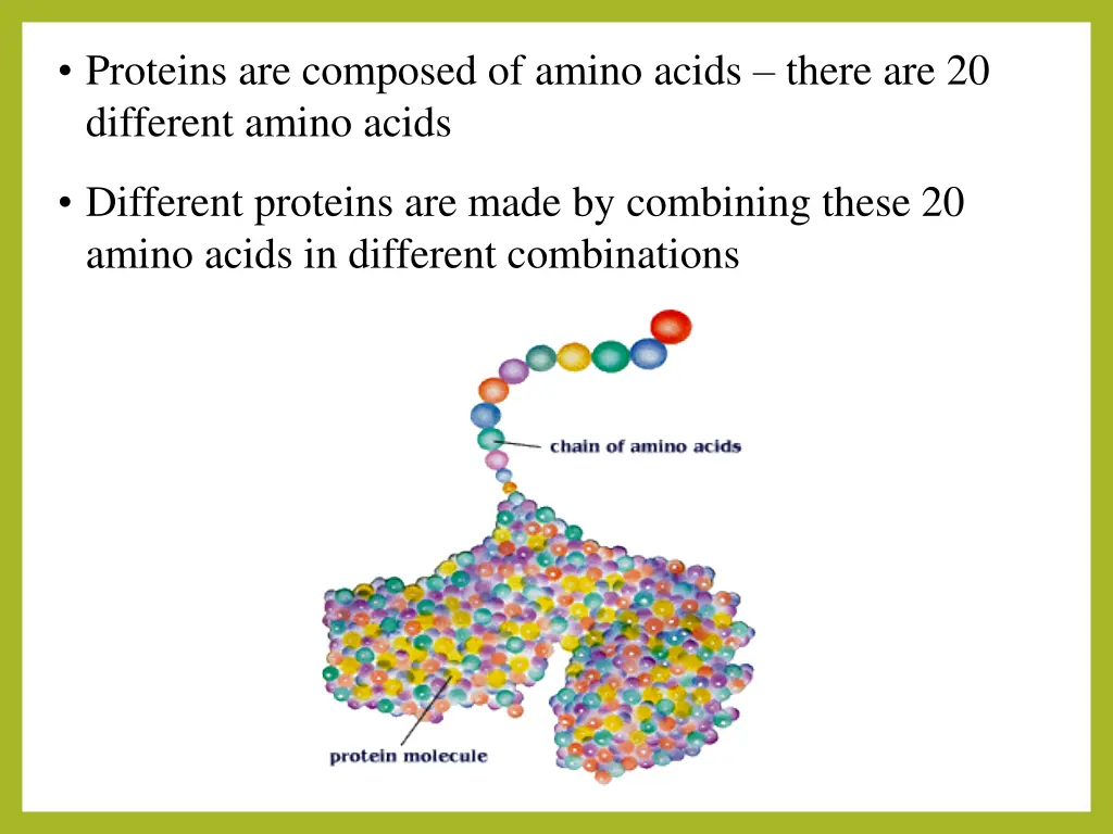 proteins are composed of amino acids there