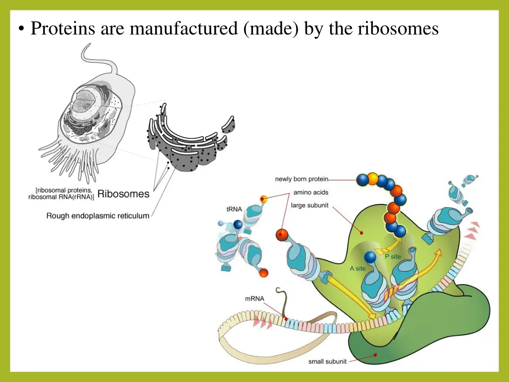 proteins are manufactured made by the ribosomes