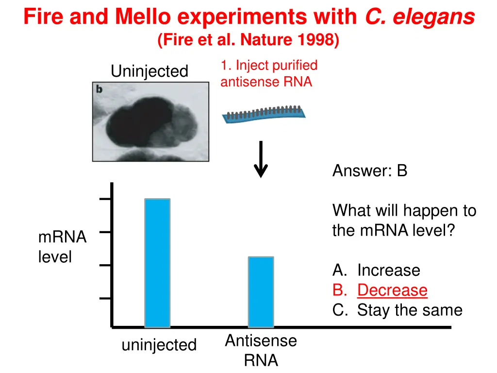 fire and mello experiments with c elegans fire 1