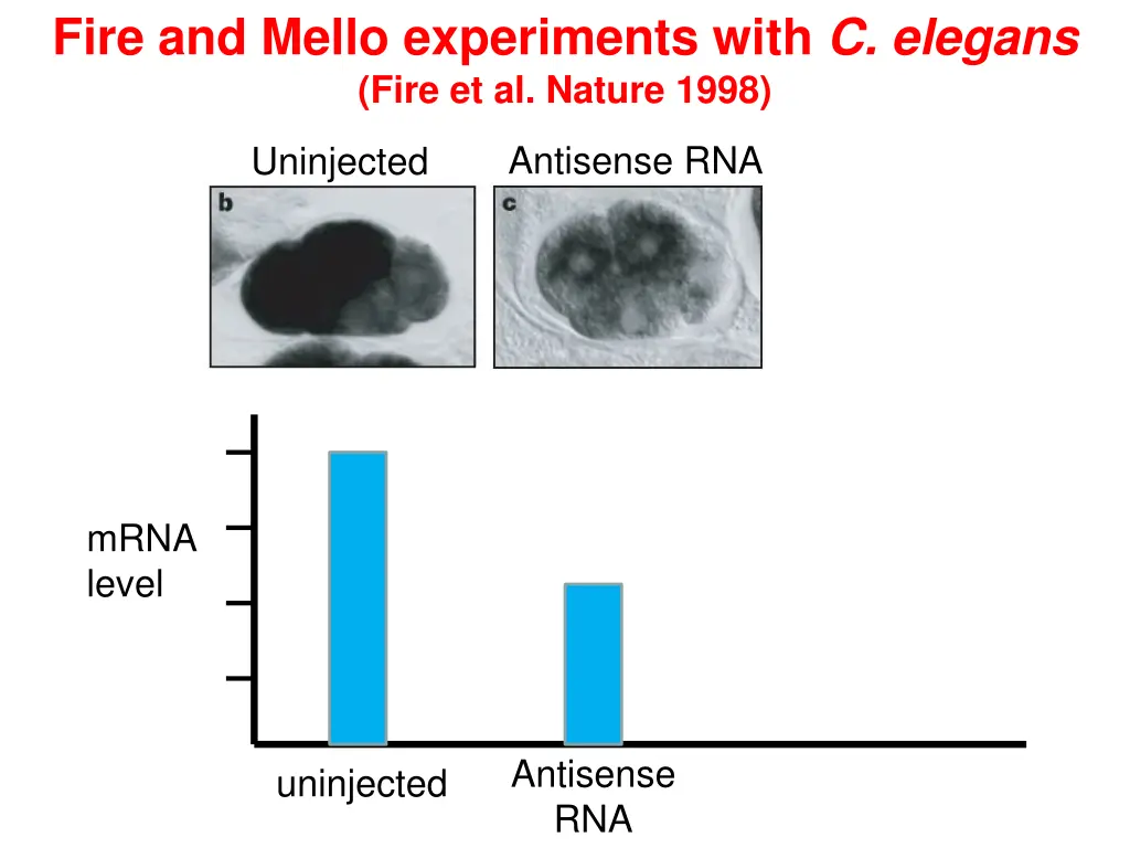 fire and mello experiments with c elegans fire 2