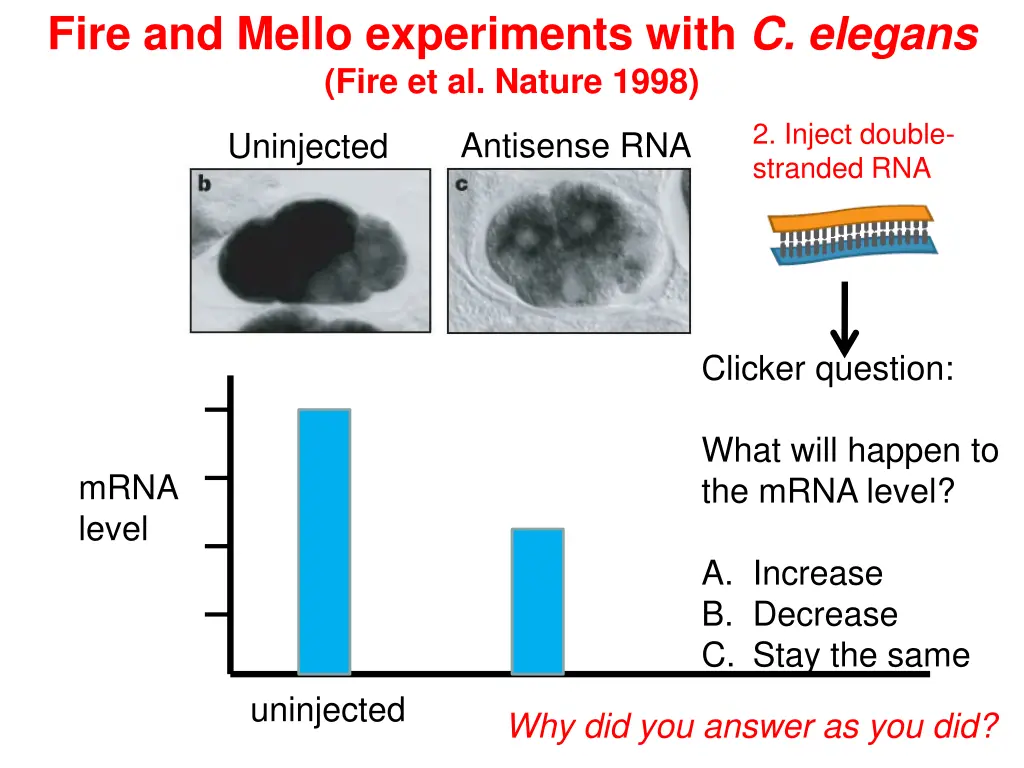 fire and mello experiments with c elegans fire 3