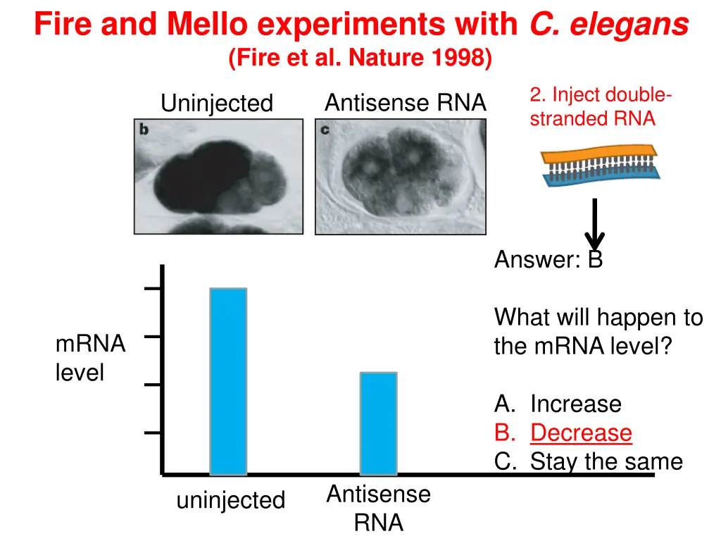 fire and mello experiments with c elegans fire 4