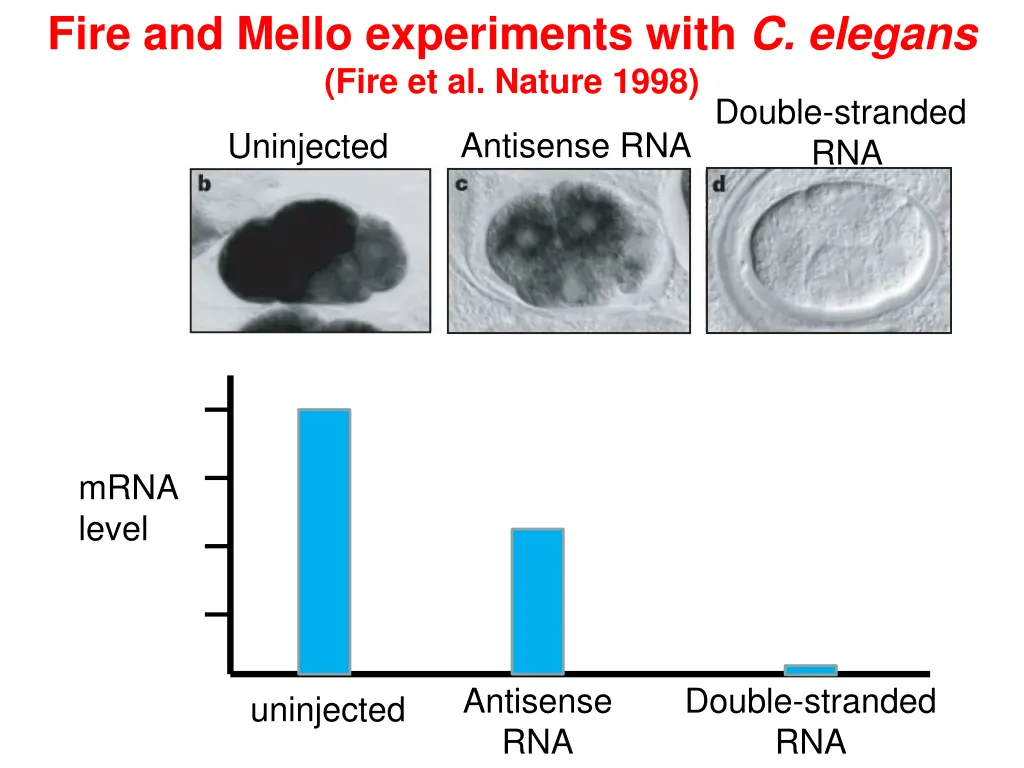 fire and mello experiments with c elegans fire 5