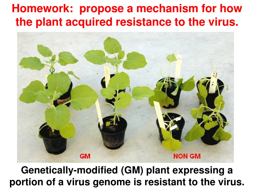 homework propose a mechanism for how the plant