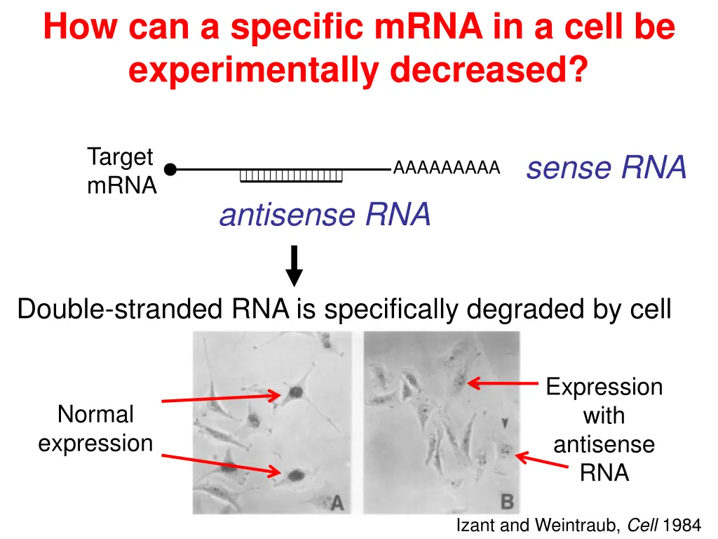 how can a specific mrna in a cell