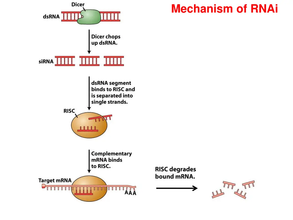 mechanism of rnai