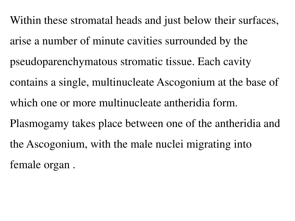 within these stromatal heads and just below their