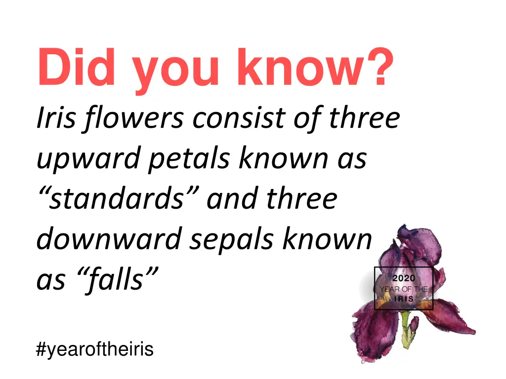 did you know iris flowers consist of three upward