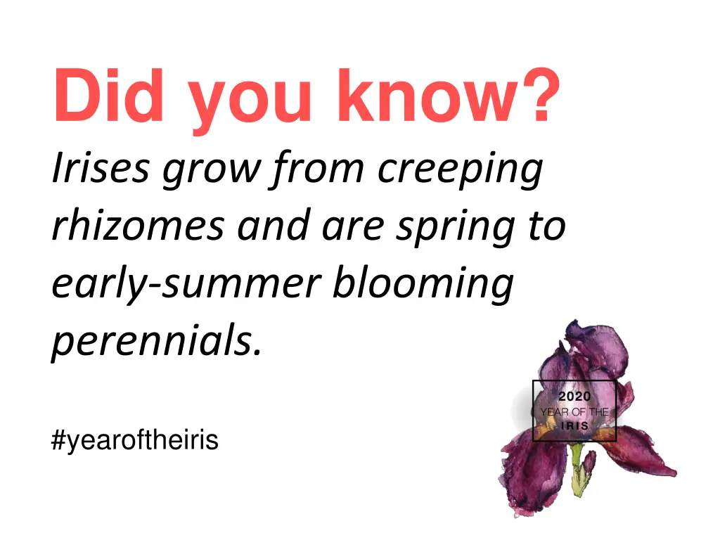 did you know irises grow from creeping rhizomes