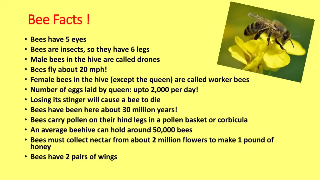 bee facts bee facts