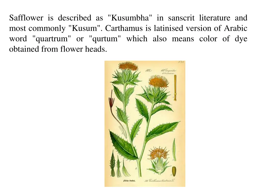 safflower is described as kusumbha in sanscrit