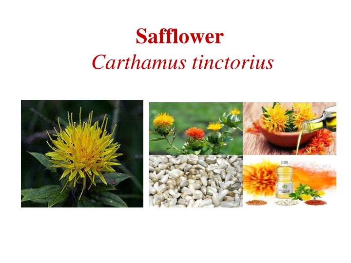 safflower