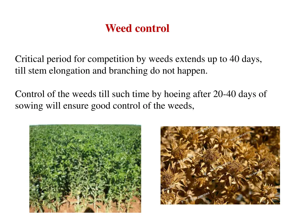 weed control