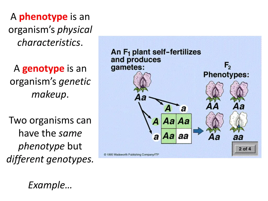 a phenotype is an organism s physical