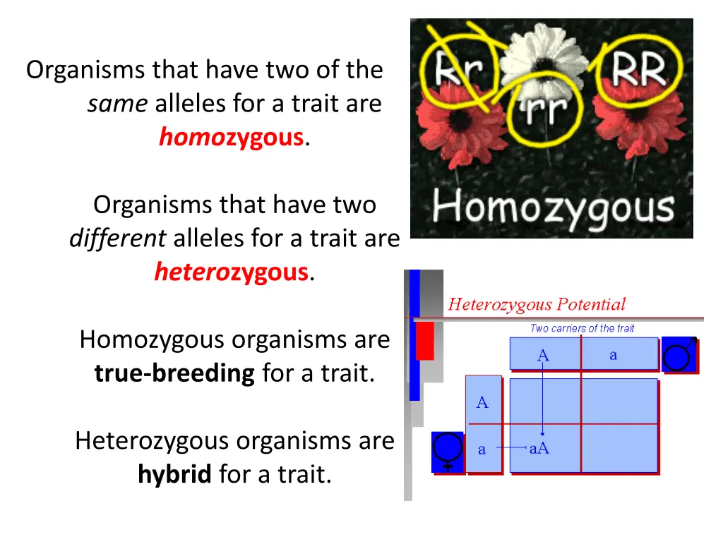 organisms that have two of the same alleles