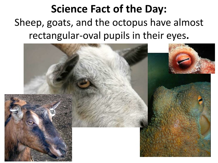 science fact of the day sheep goats