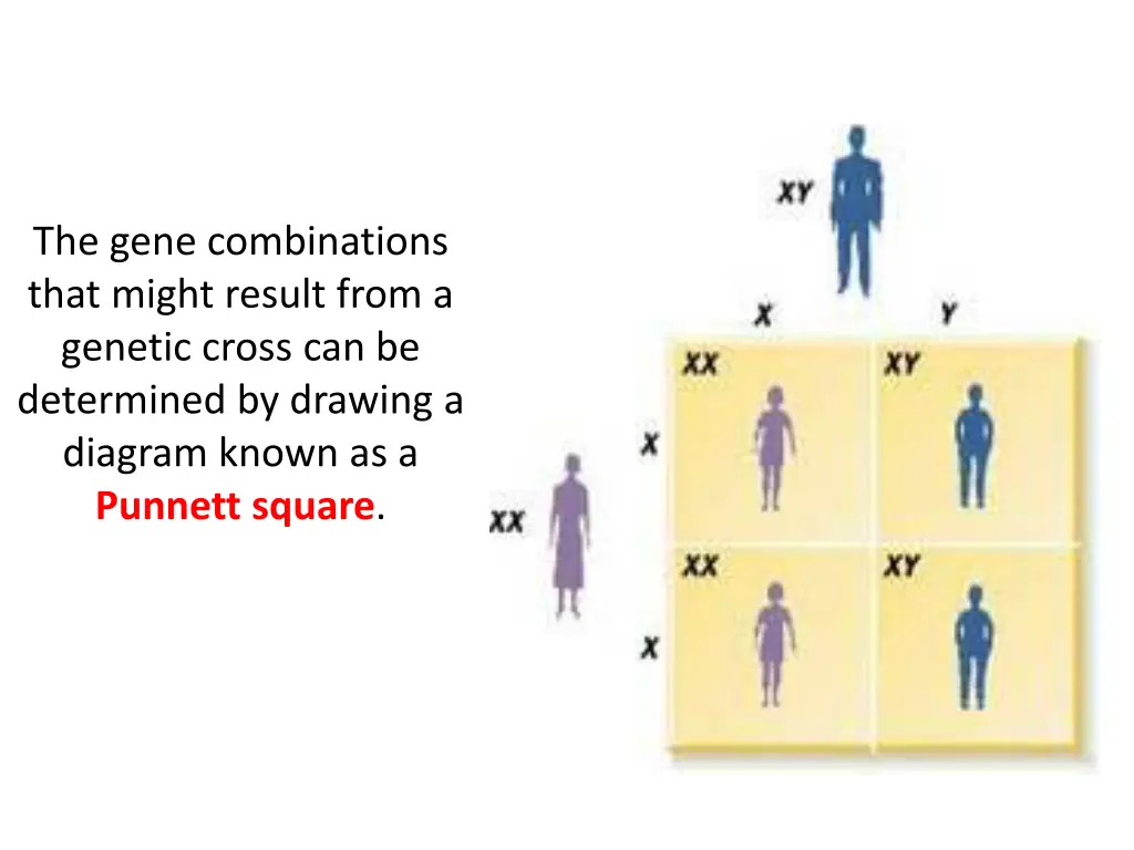 the gene combinations that might result from