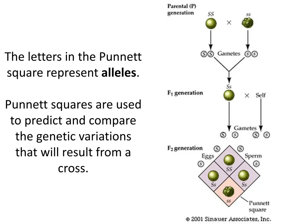 the letters in the punnett square represent