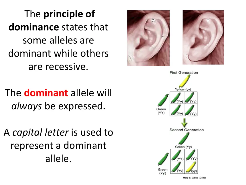 the principle of dominance states that some