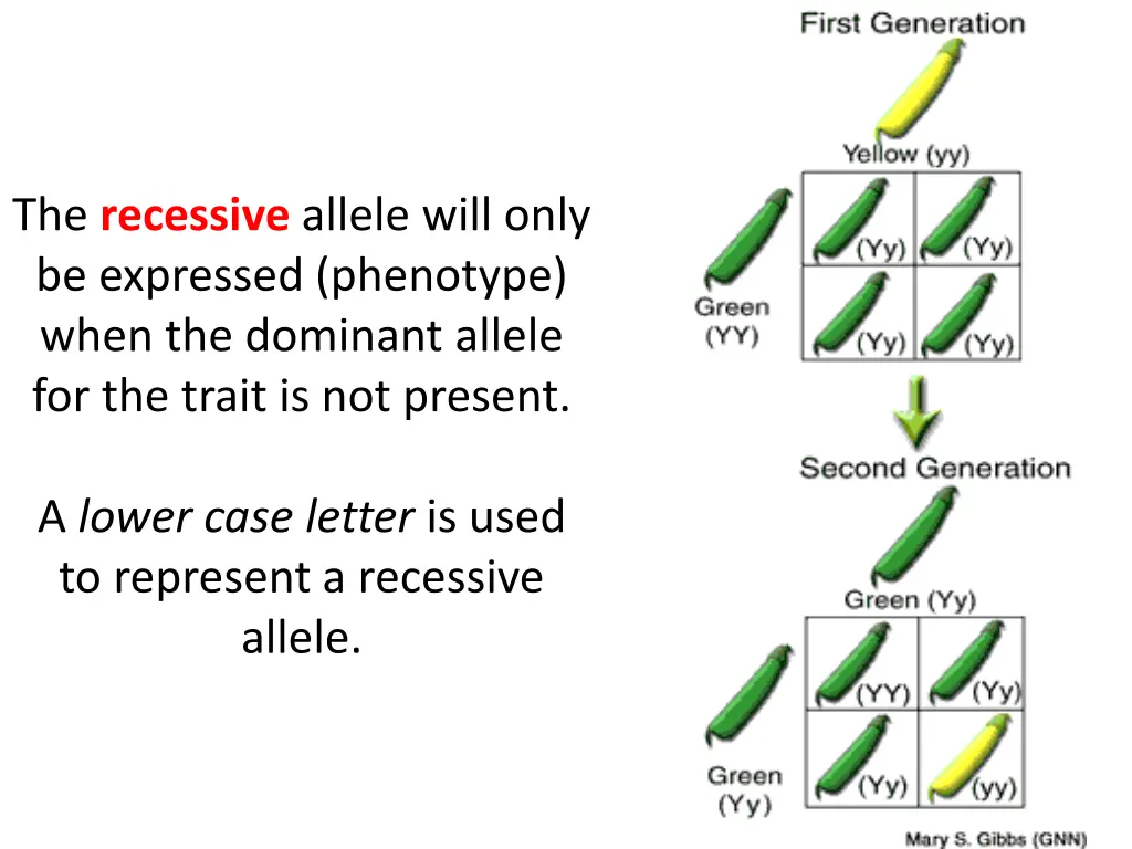 the recessive allele will only be expressed