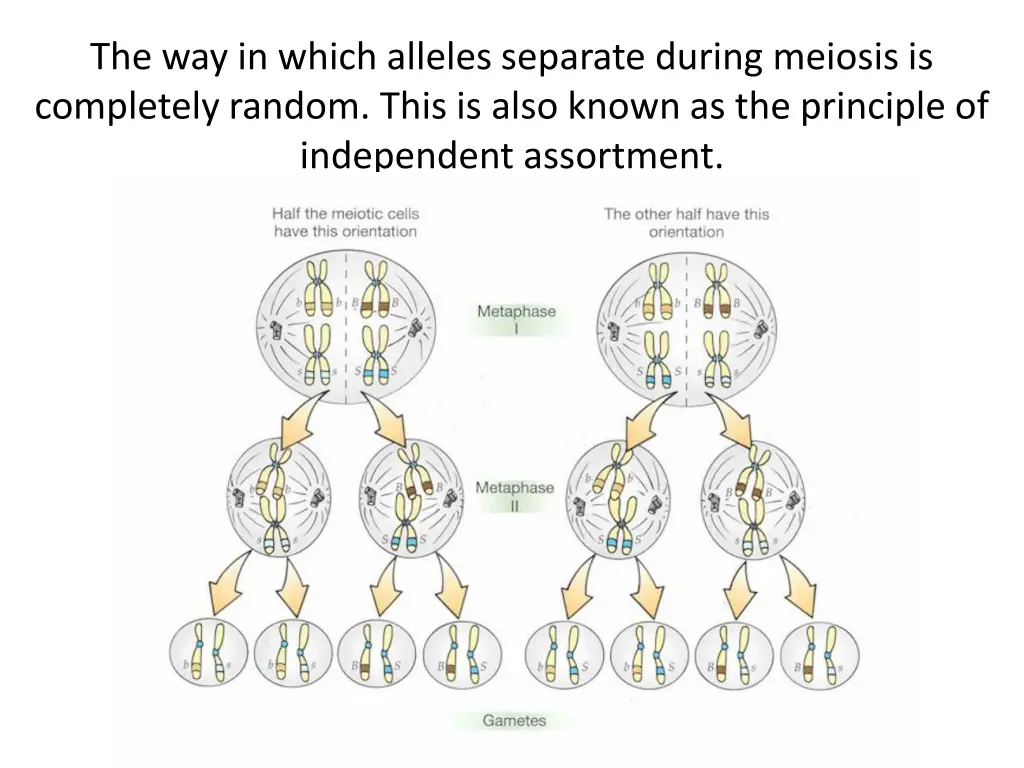 the way in which alleles separate during meiosis