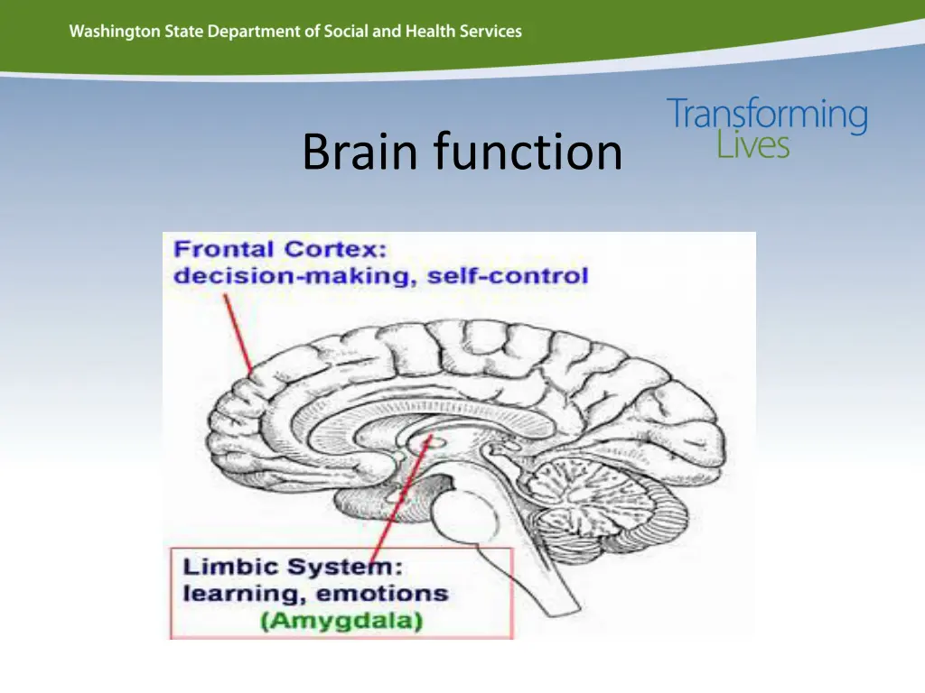 brain function