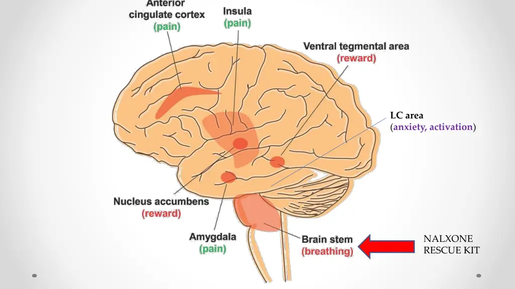 lc area anxiety activation 1