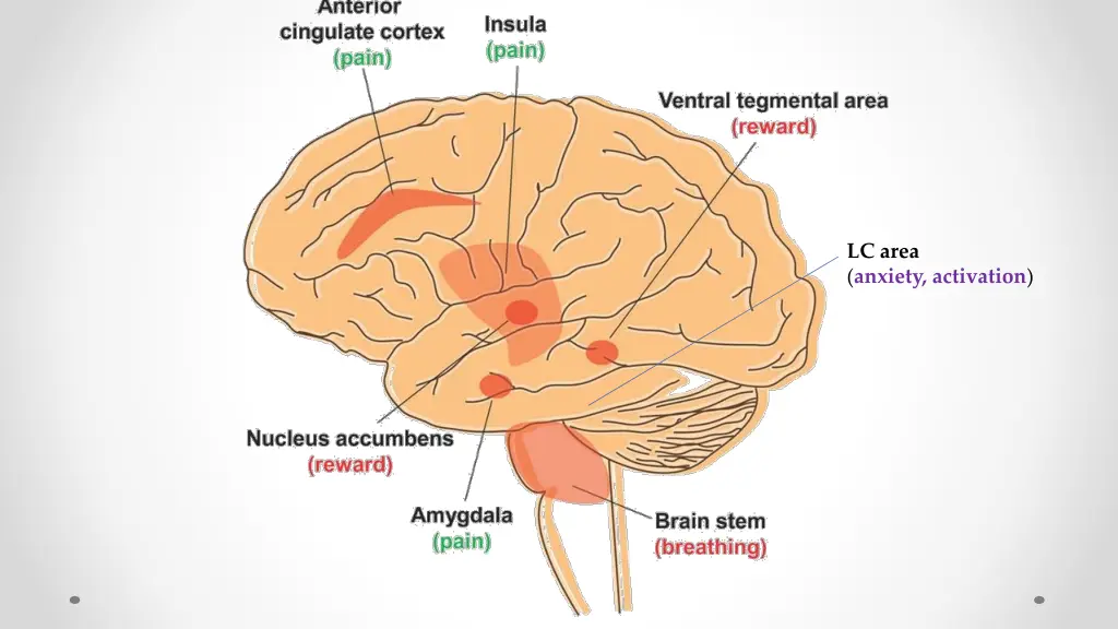 lc area anxiety activation