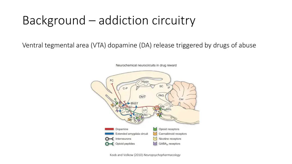 background addiction circuitry