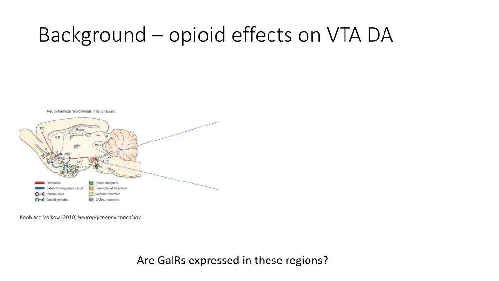 background opioid effects on vta da