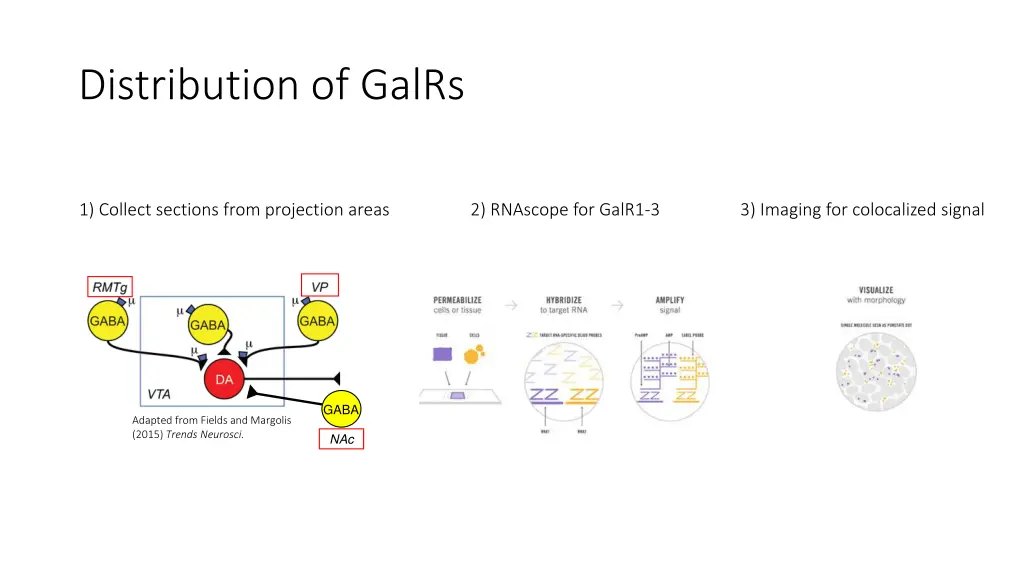 distribution of galrs 1