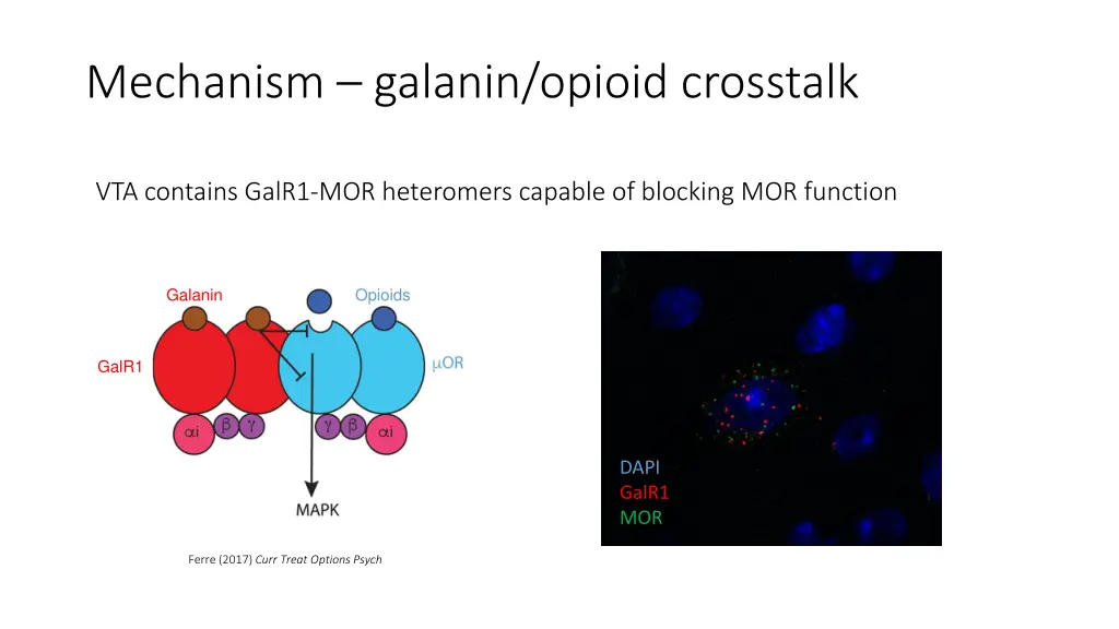 mechanism galanin opioid crosstalk