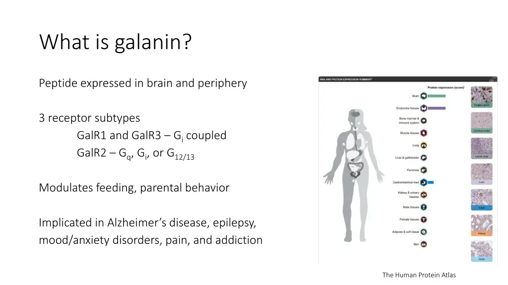 what is galanin