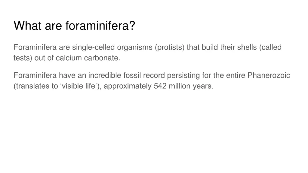 what are foraminifera