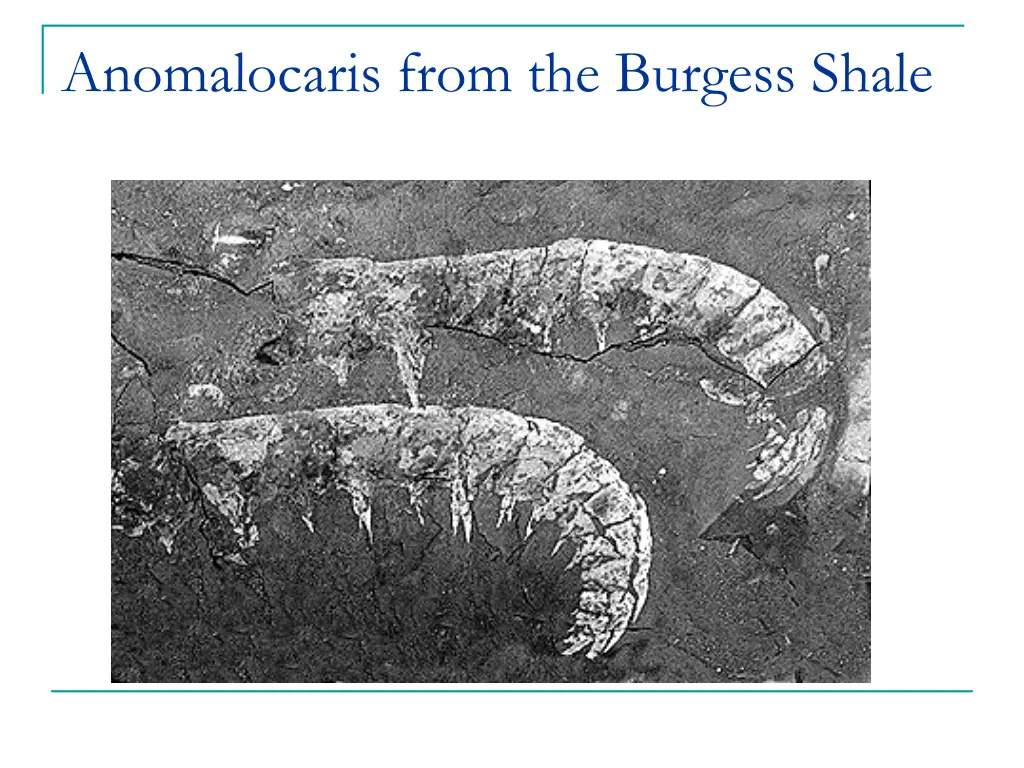 anomalocaris from the burgess shale