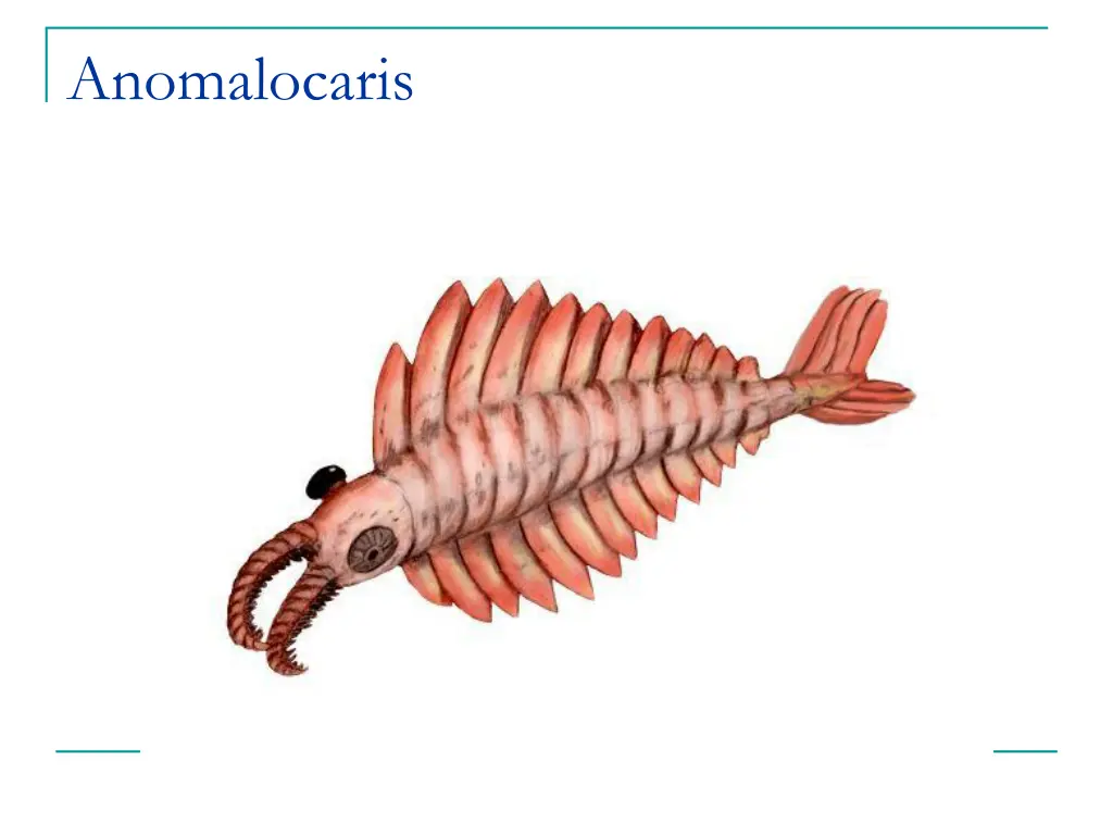 anomalocaris