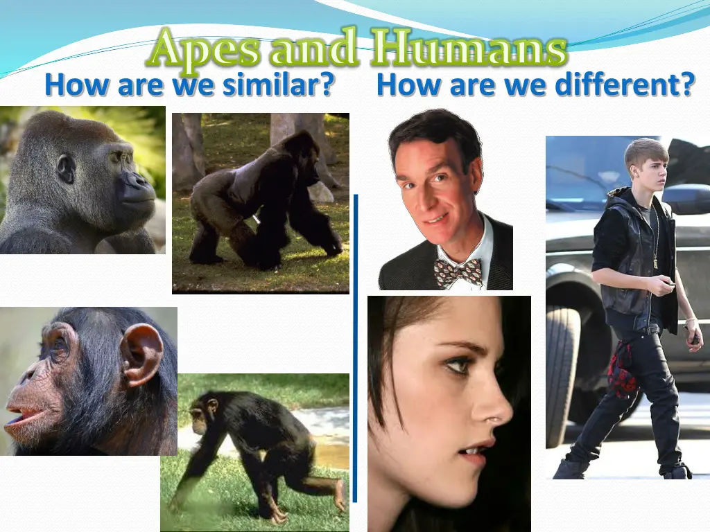 apes and humans