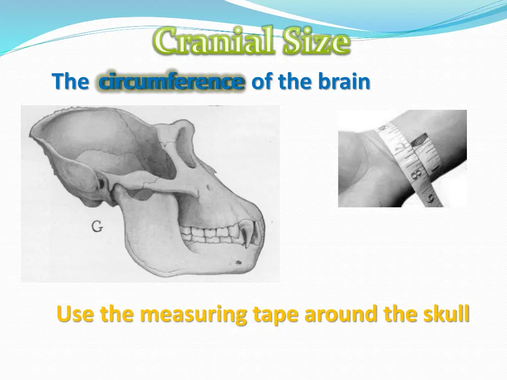 cranial size circumference