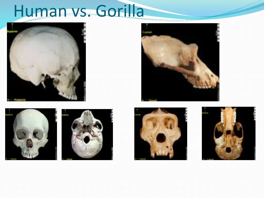 human vs gorilla