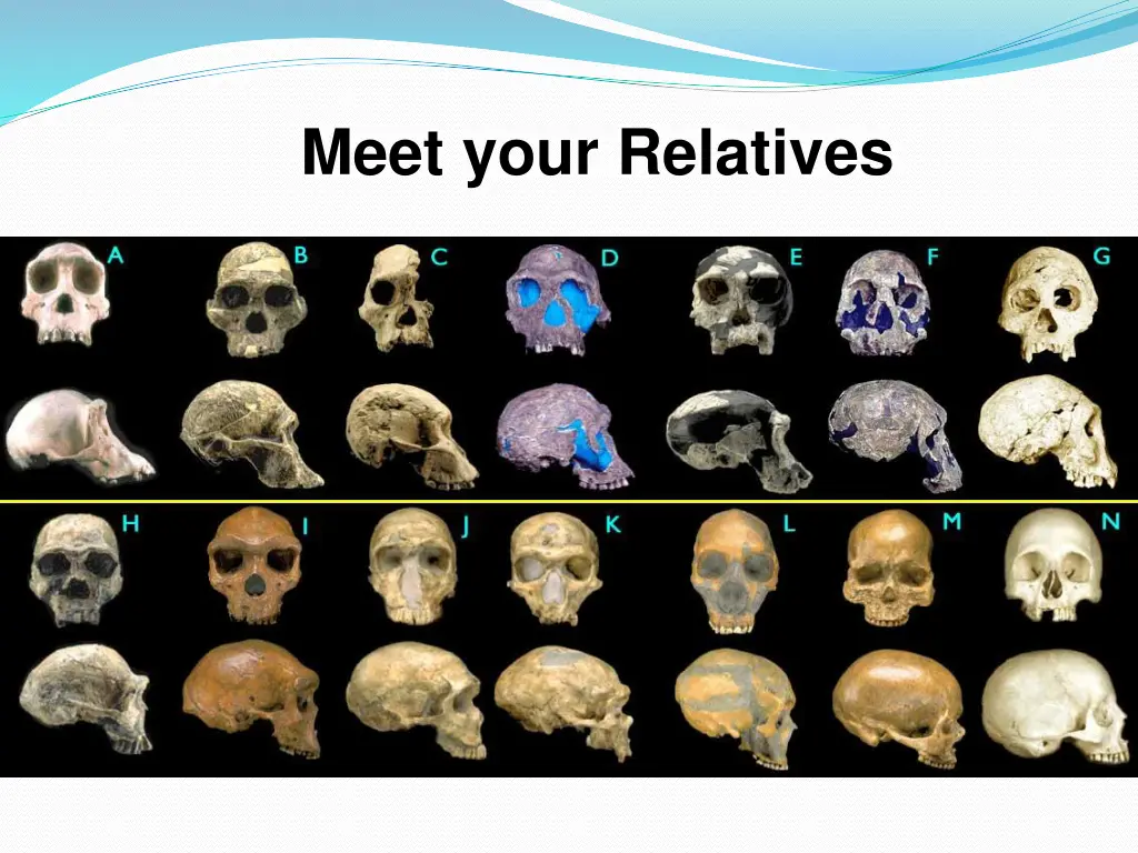 meet your relatives