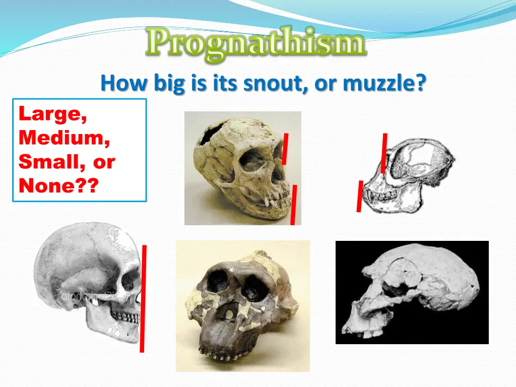 prognathism how big is its snout or muzzle