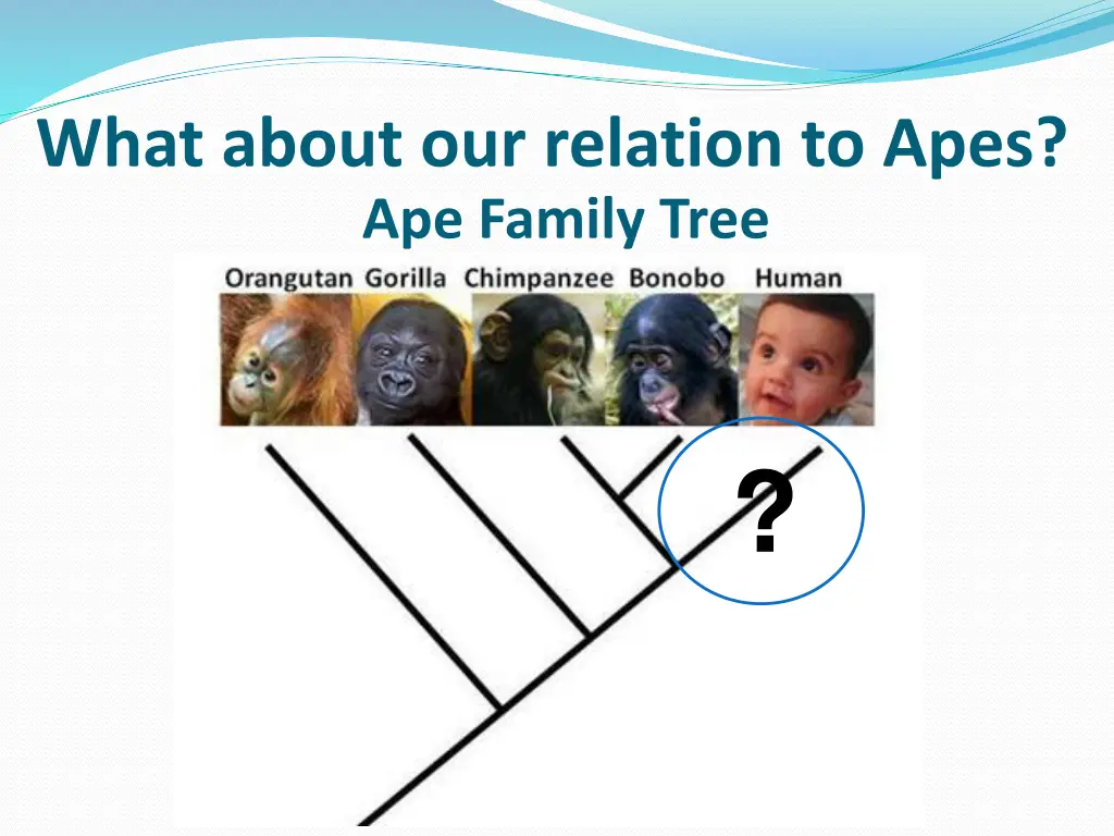 what about our relation to apes