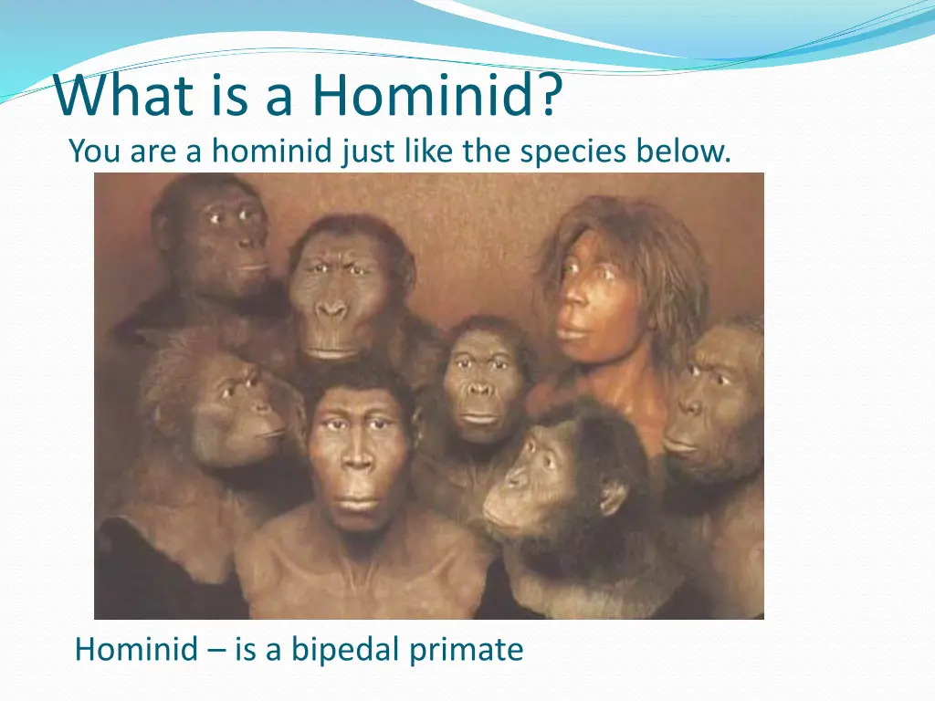 what is a hominid you are a hominid just like