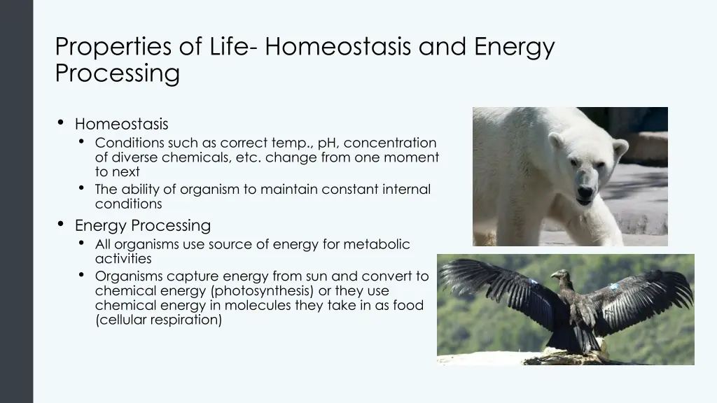 properties of life homeostasis and energy