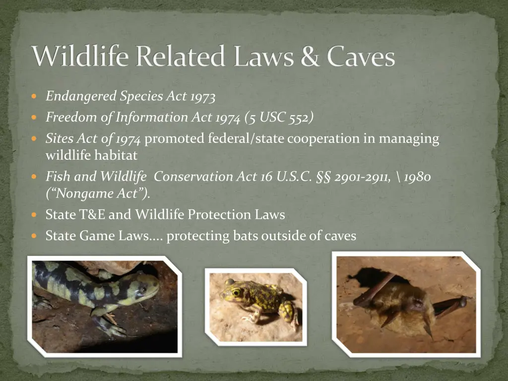 wildlife related laws caves